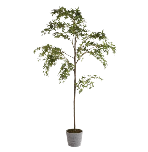 Rolling Stone Planter with Maple Tree