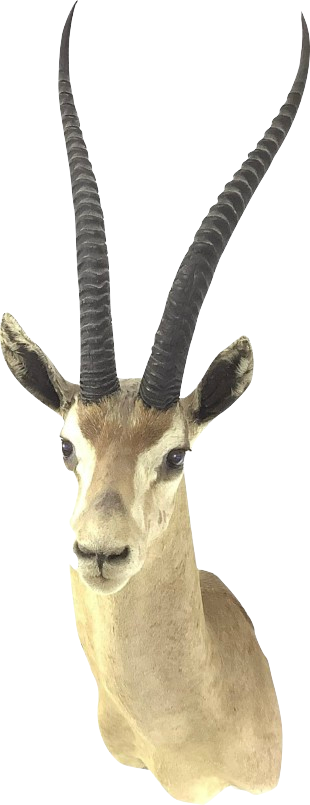 Livingston African Gazelle Mount